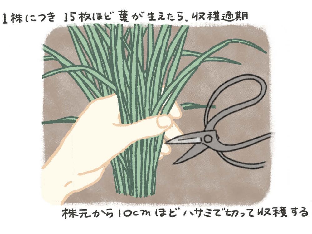 レモングラス 収穫 イラスト