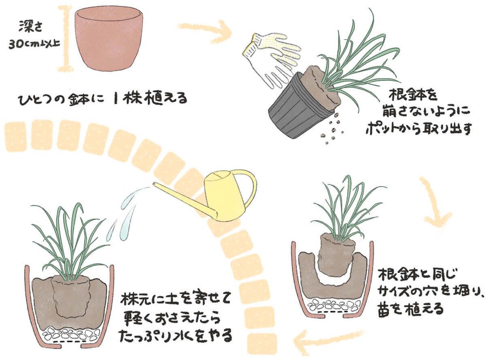 レモングラス 植え方 イラスト