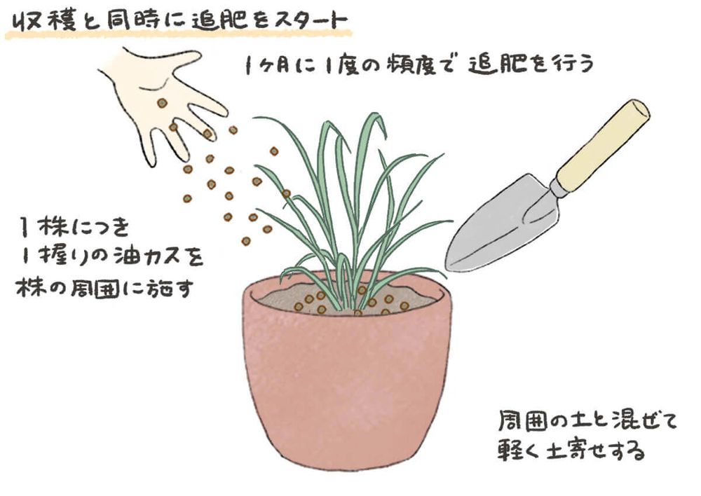 レモングラス 肥料・追肥 イラスト