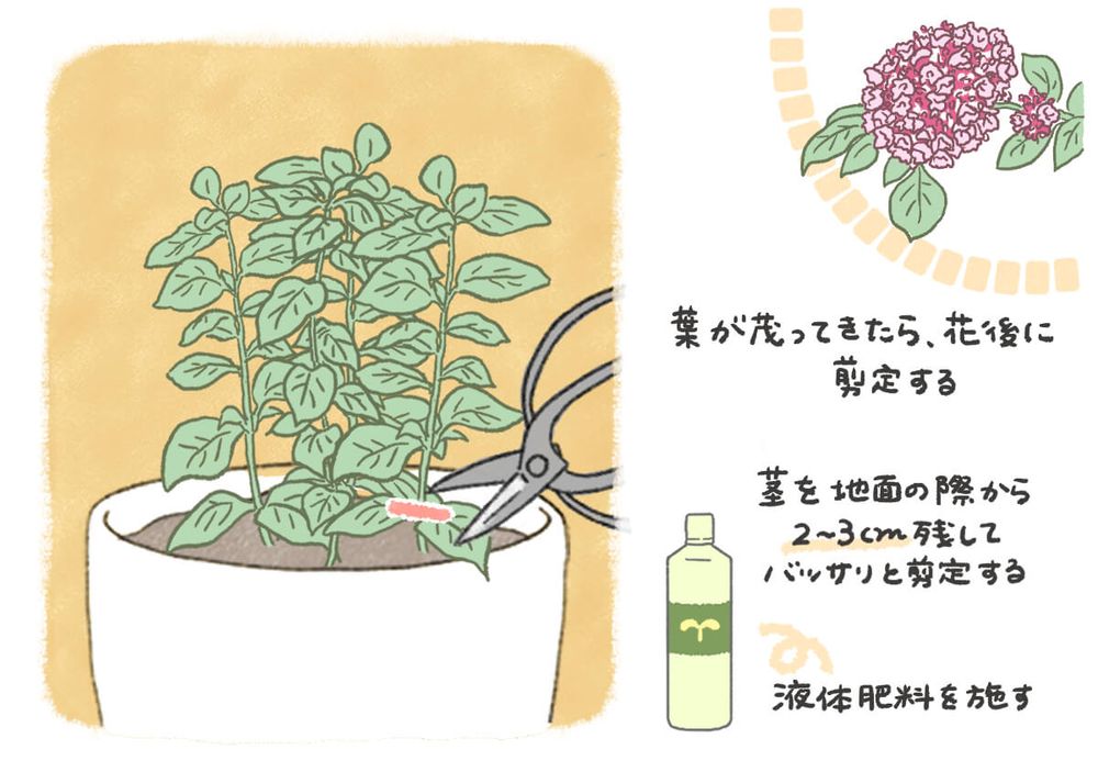 オレガノ 剪定 イラスト