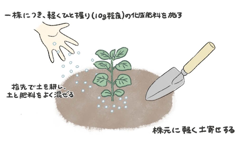 オレガノ 肥料・追肥 イラスト