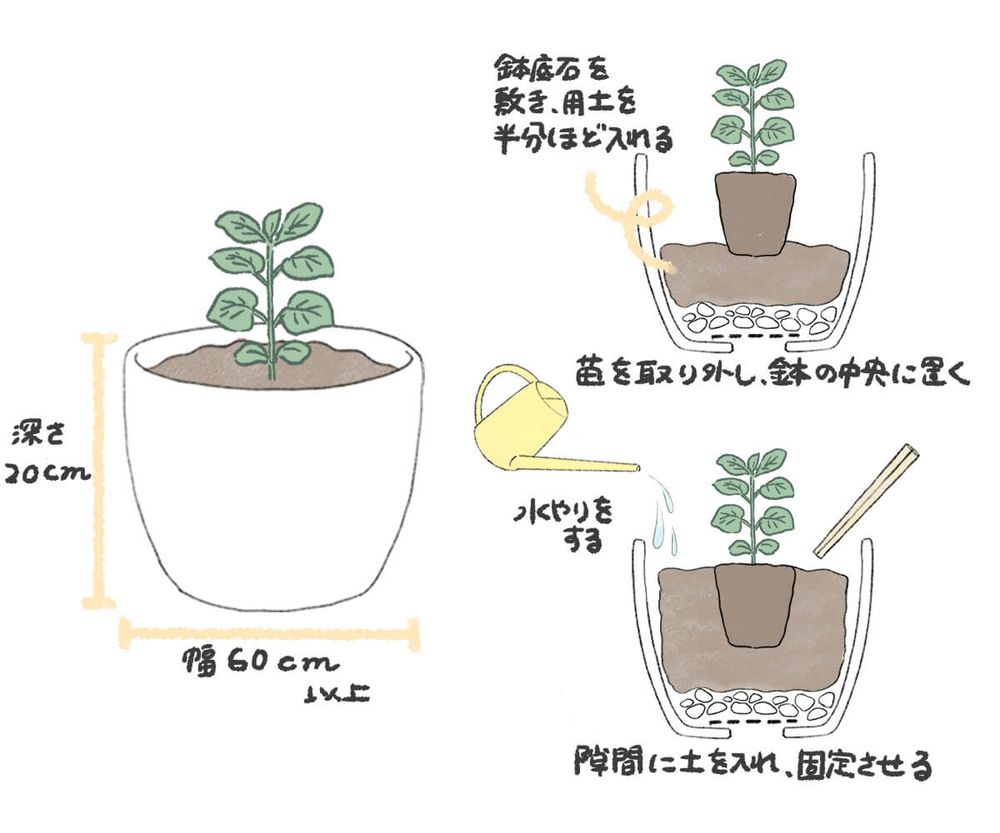 オレガノ 植え付け イラスト