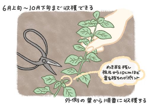 オレガノの栽培 育て方 室内やプランターでも栽培できる 挿し木で増やす方法は Greensnap グリーンスナップ