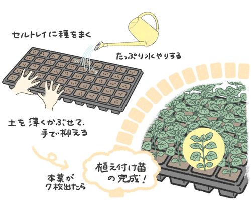 オレガノの栽培 育て方 室内やプランターでも栽培できる 挿し木で増やす方法は Greensnap グリーンスナップ