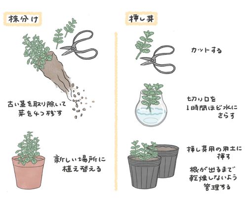 オレガノの栽培 育て方 室内やプランターでも栽培できる 挿し木で増やす方法は Greensnap グリーンスナップ