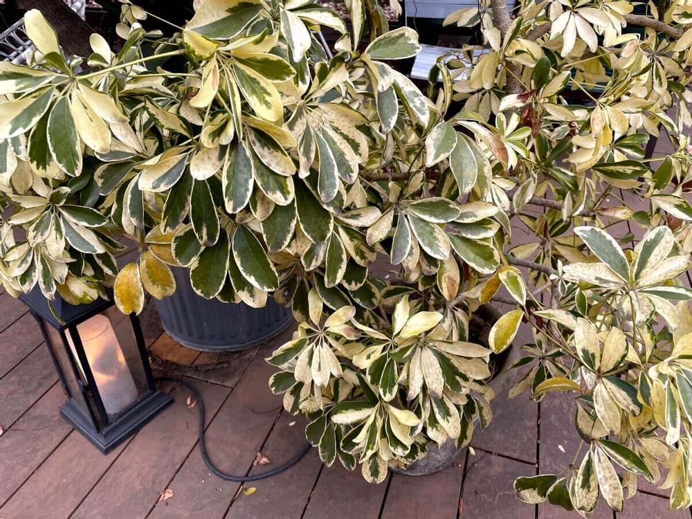 シェフレラ(カポック) 観葉植物