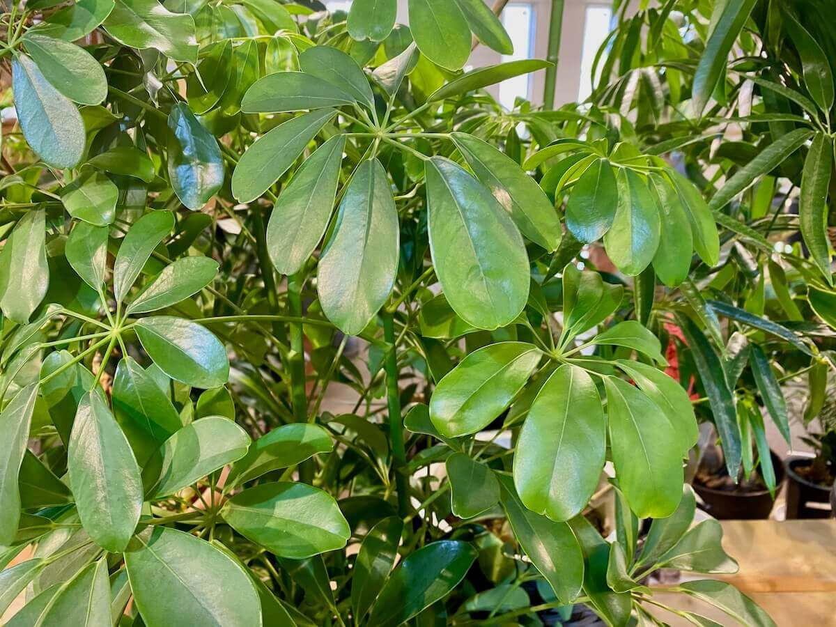 シェフレラ カポック の育て方 植え替えや挿し木の方法は 水栽培もできる Greensnap グリーンスナップ