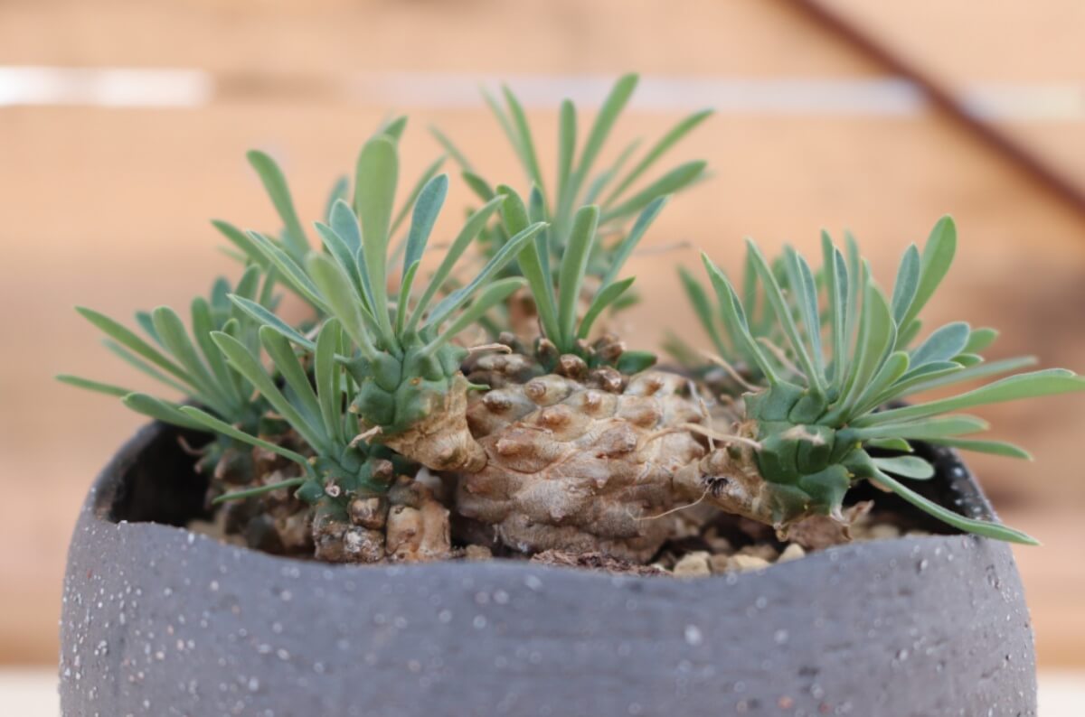 ユーフォルビア・峨眉山