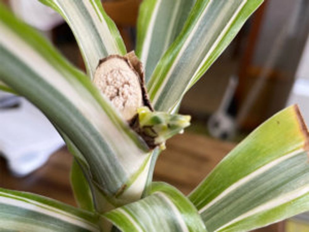 ドラセナ レモンライム　挿し木