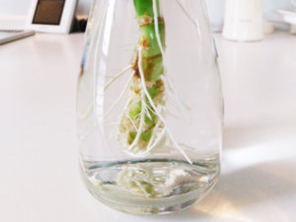 ドラセナ 水挿し