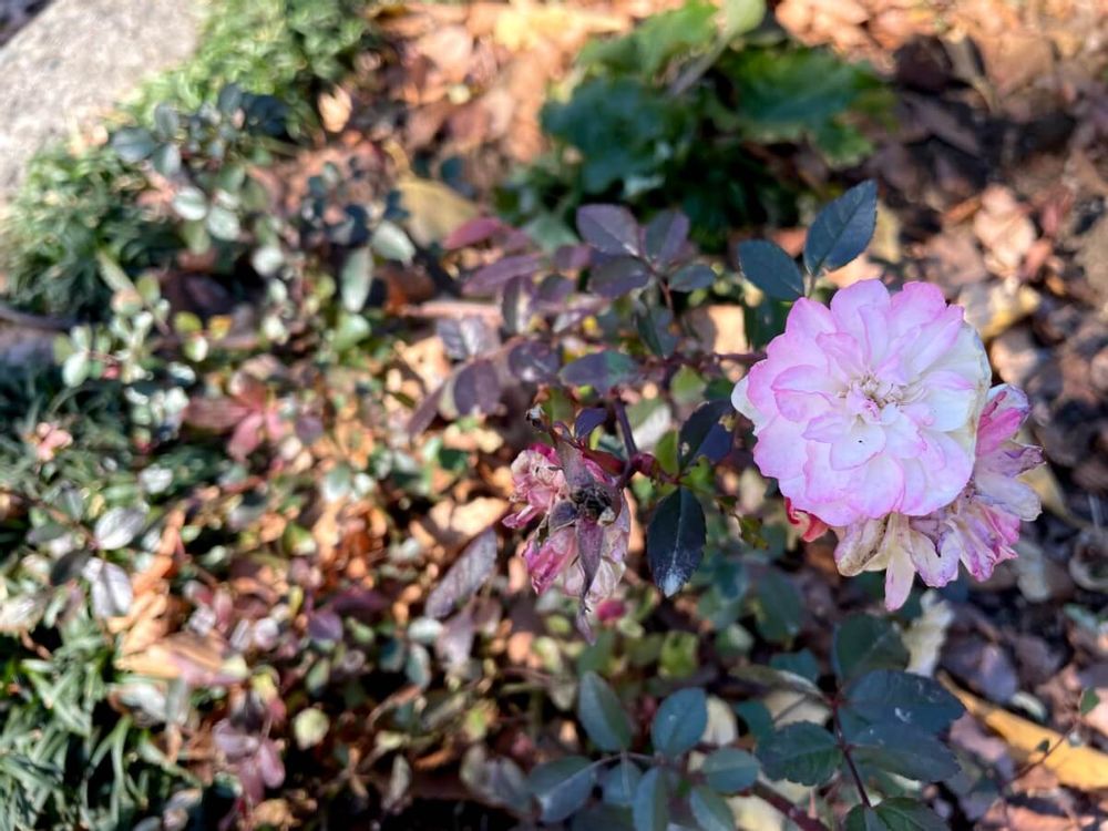 ミニバラ・グリーンアイス