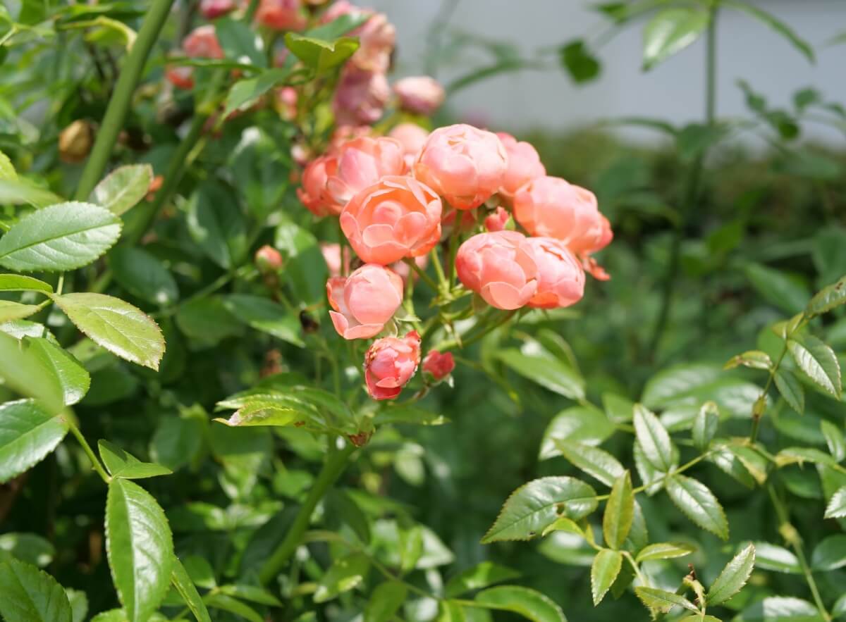 ミニバラの育て方｜植え替えの時期やコツは？地植えと鉢植えそれぞれの