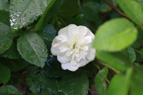 ミニバラの育て方 植え替えの時期やコツは 地植えと鉢植えそれぞれの方法は Greensnap グリーンスナップ