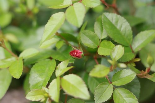 ミニバラの育て方 植え替えの時期やコツは 地植えと鉢植えそれぞれの方法は Greensnap グリーンスナップ