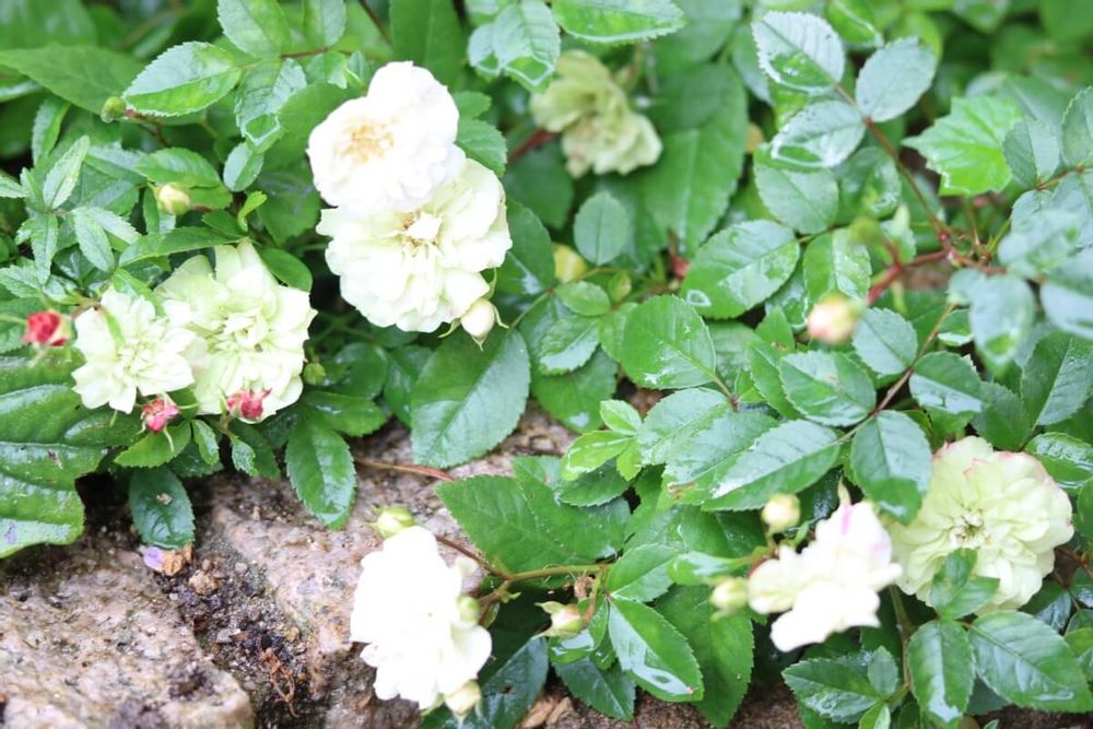 ミニバラ・グリーンアイス