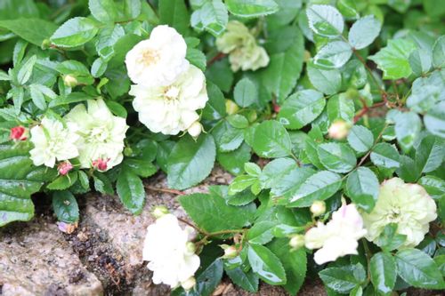 ミニバラの育て方 植え替えの時期やコツは 地植えと鉢植えそれぞれの方法は Greensnap グリーンスナップ ミニバラの育て方 植え替えの時期やコツは 地植えと鉢植えそれぞれの方法は Greensnap グリーンスナップ