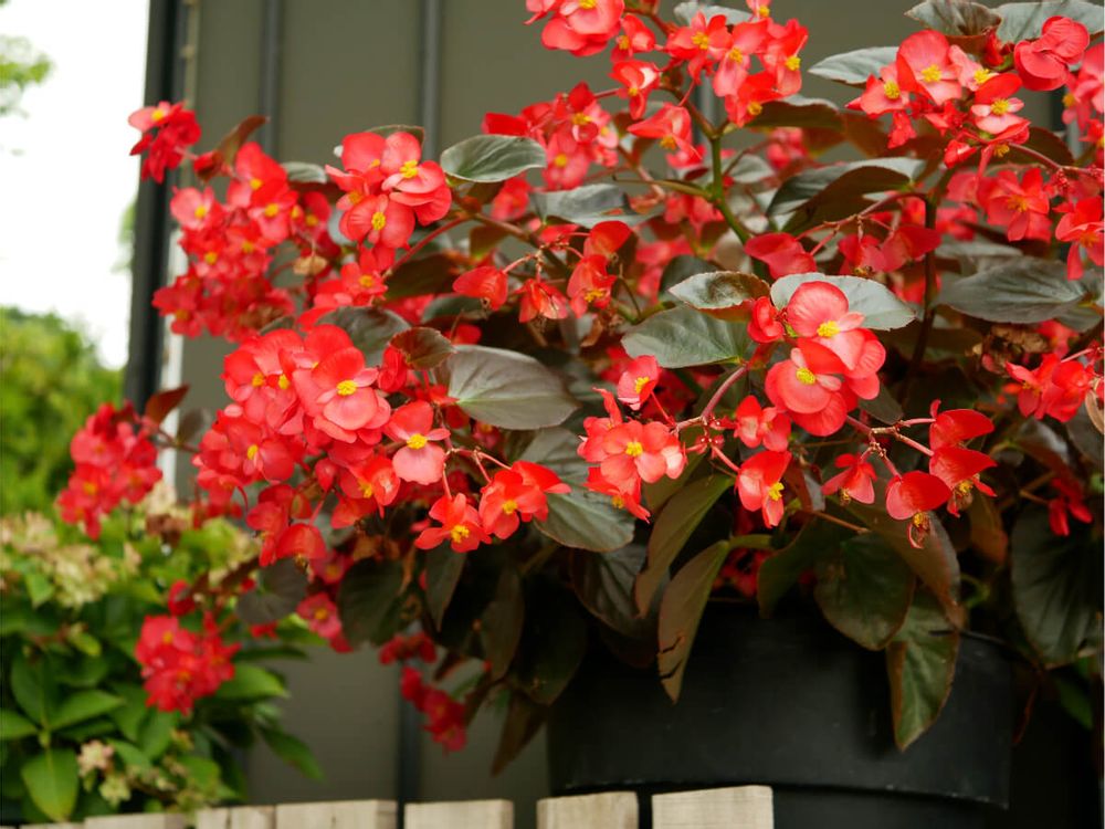 木立生ベゴニア