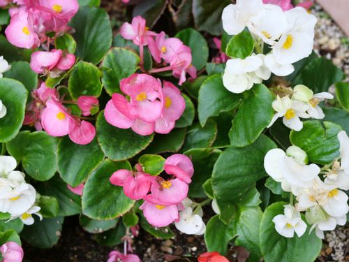 ベゴニアの種類 マクラータなど人気の品種は それぞれの写真は Greensnap グリーンスナップ