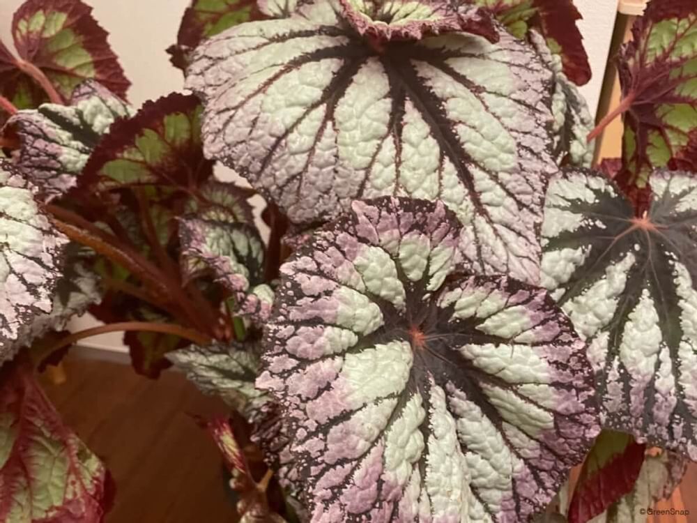 根茎性ベゴニア