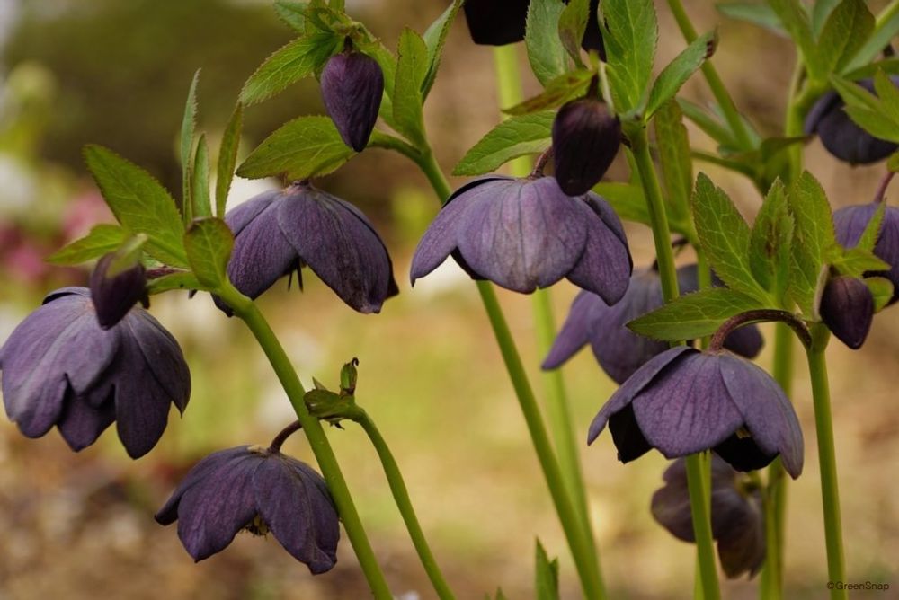 クリスマスローズ