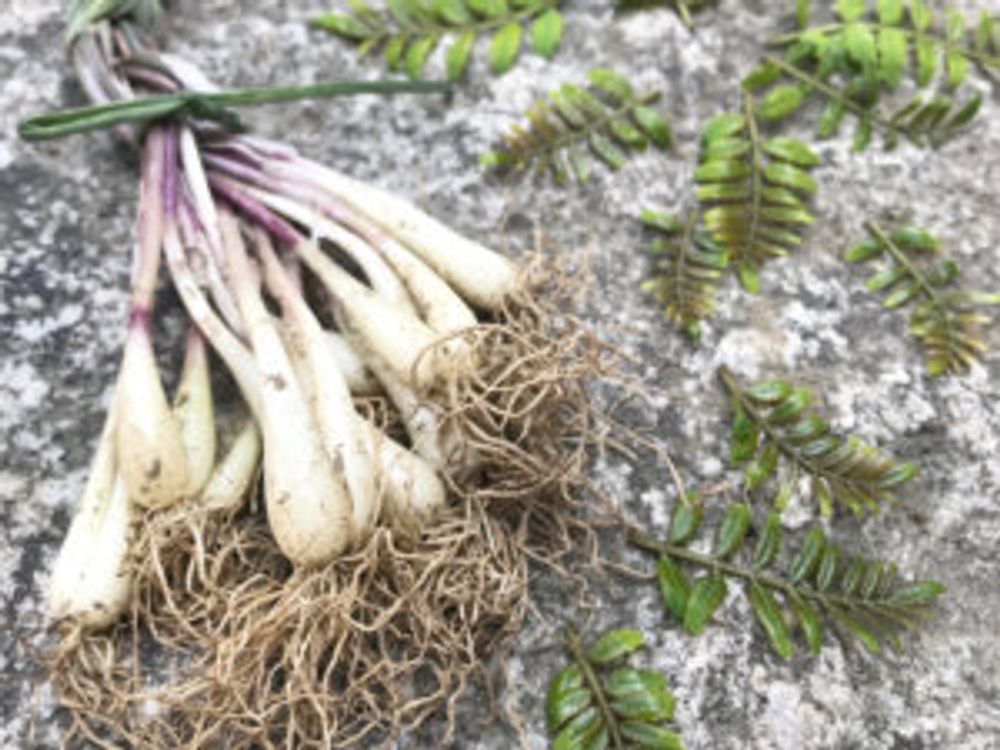 エシャレット　収穫