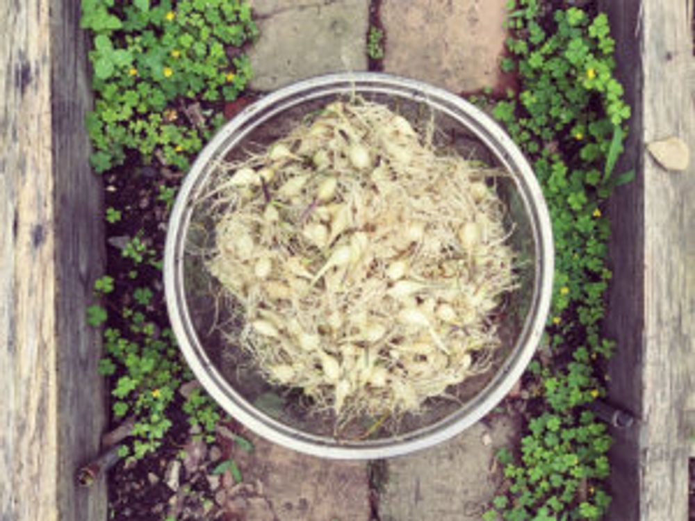 ラッキョウ　収穫