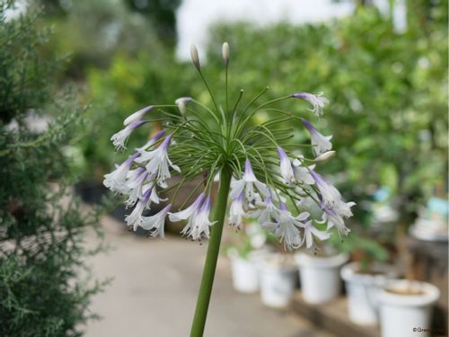 アガパンサスの花言葉 白やピンクなど色別で怖い意味はある 花の特徴 種類は Greensnap グリーンスナップ