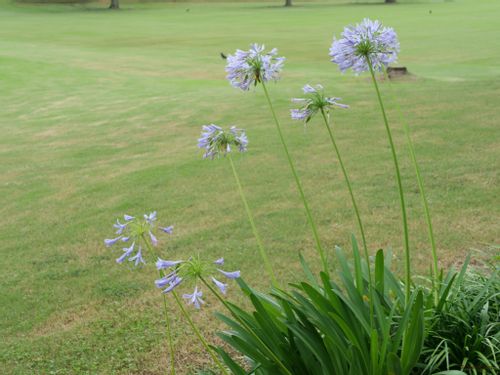 アガパンサスの育て方 増えすぎたときの株分け方法は 日陰や種からでも育つ Greensnap グリーンスナップ