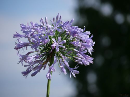 アガパンサスの花言葉 白やピンクなど色別で怖い意味はある 花の特徴 種類は Greensnap グリーンスナップ