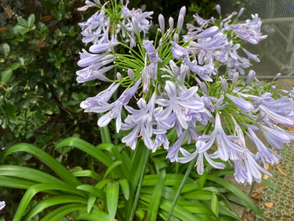 アガパンサス 枯れている花