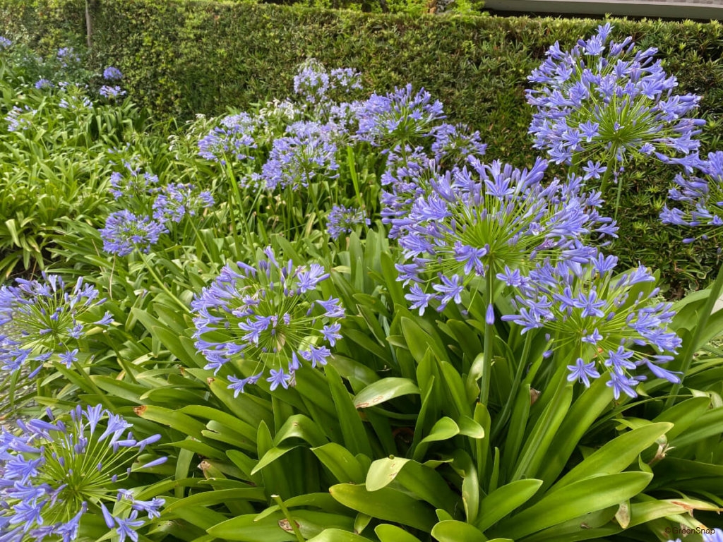 アガパンサスの育て方｜増えすぎたときの株分け方法は？日陰や種から