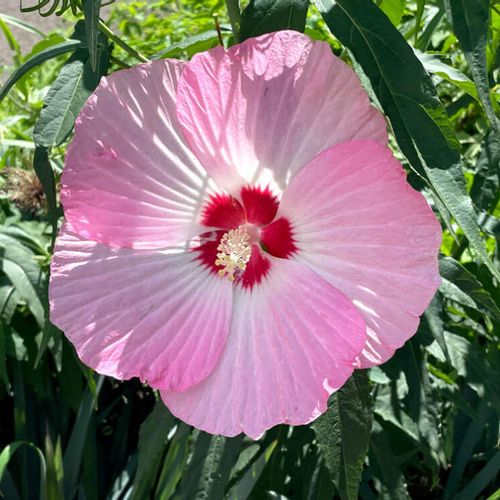 芙蓉 フヨウ の花言葉 意味や由来は 花の特徴や開花時期 種類は Greensnap グリーンスナップ