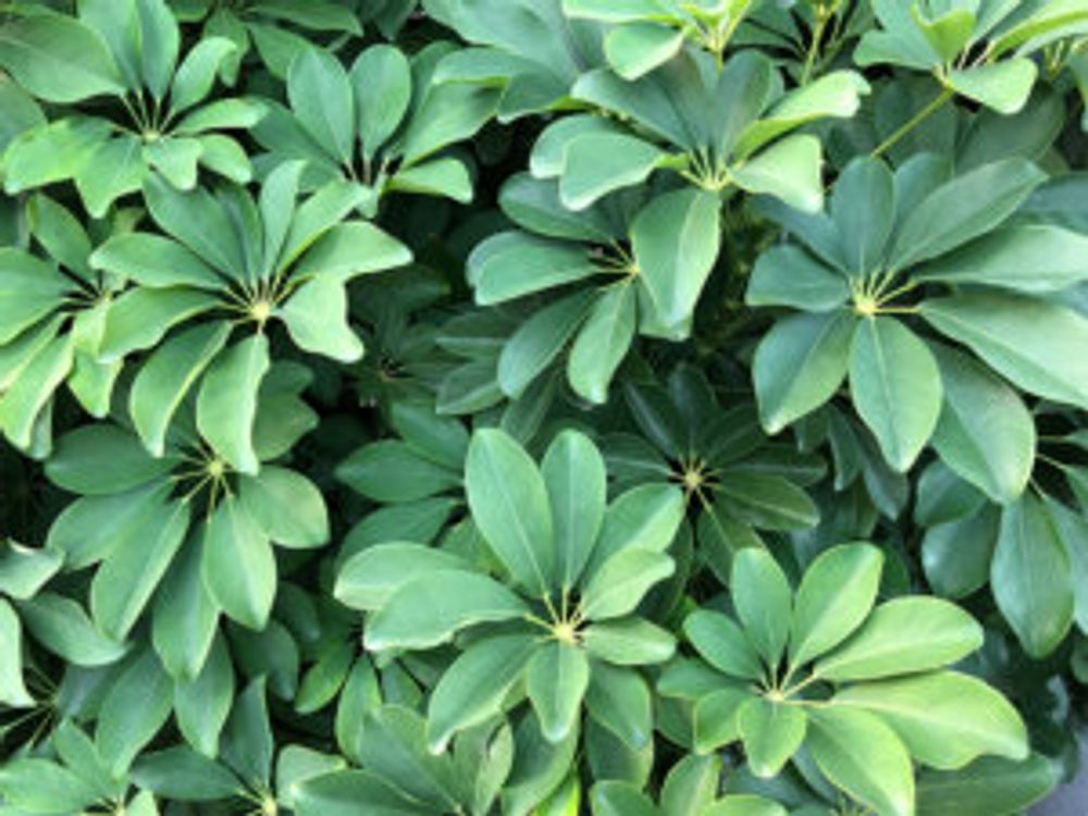 カポック　アップ