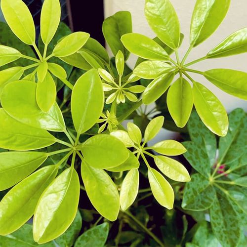 カポックの風水 玄関など場所別の置き場所や効果的な方角は Greensnap グリーンスナップ