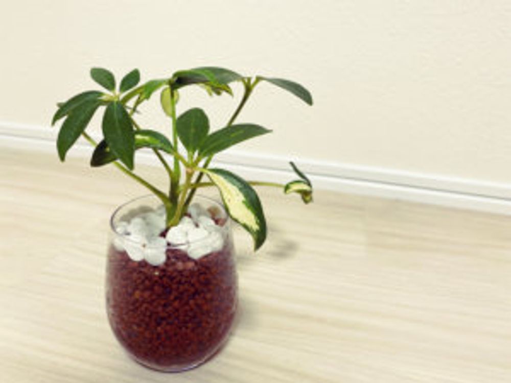 カポック　室内　鉢植え