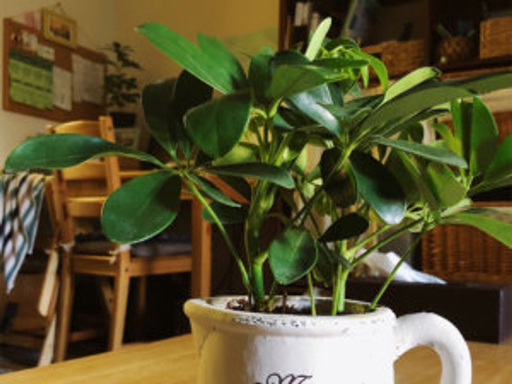 カポック　室内