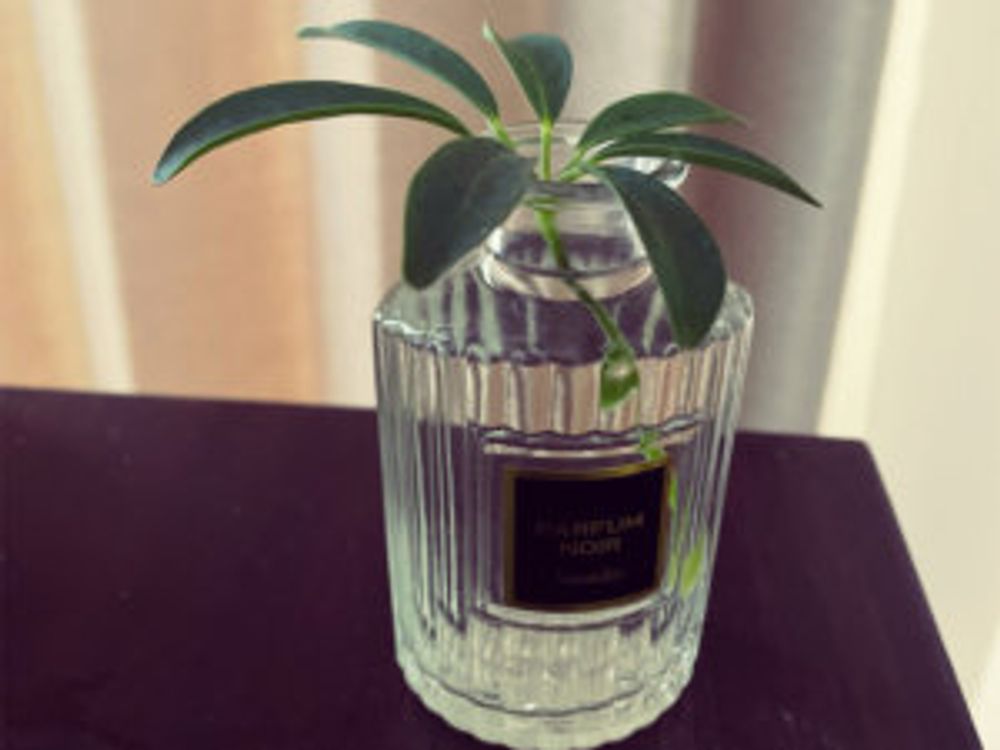 カポック　水挿し