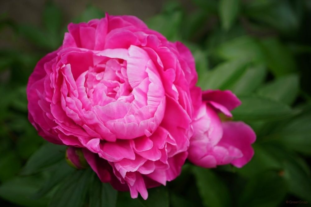 芍薬 シャクヤク