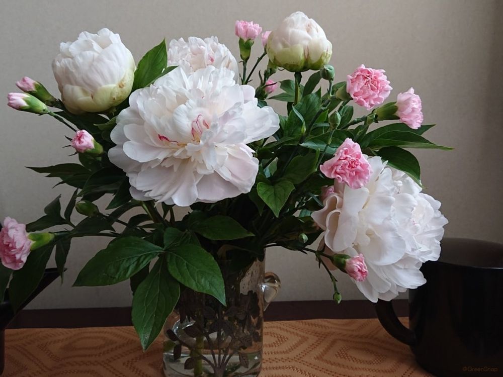 芍薬 シャクヤク