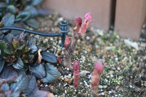 芍薬 シャクヤク の育て方 苗の植え方や植え替え時期は 肥料は必要 Greensnap グリーンスナップ