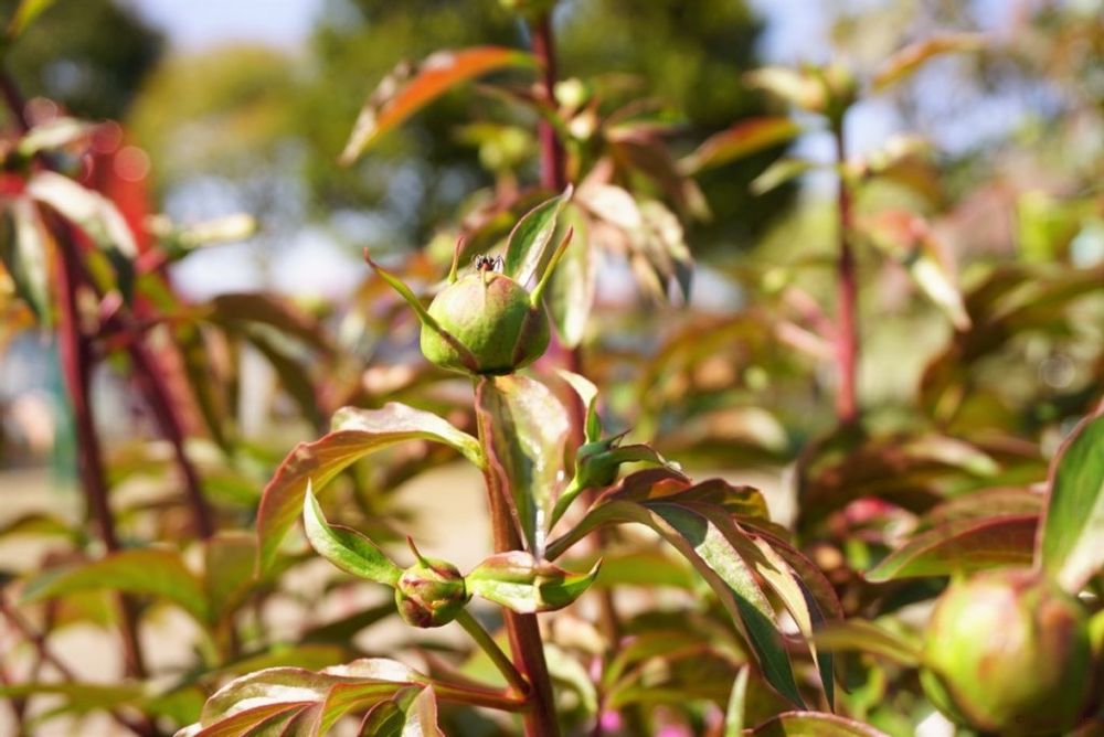 芍薬 シャクヤク つぼみ