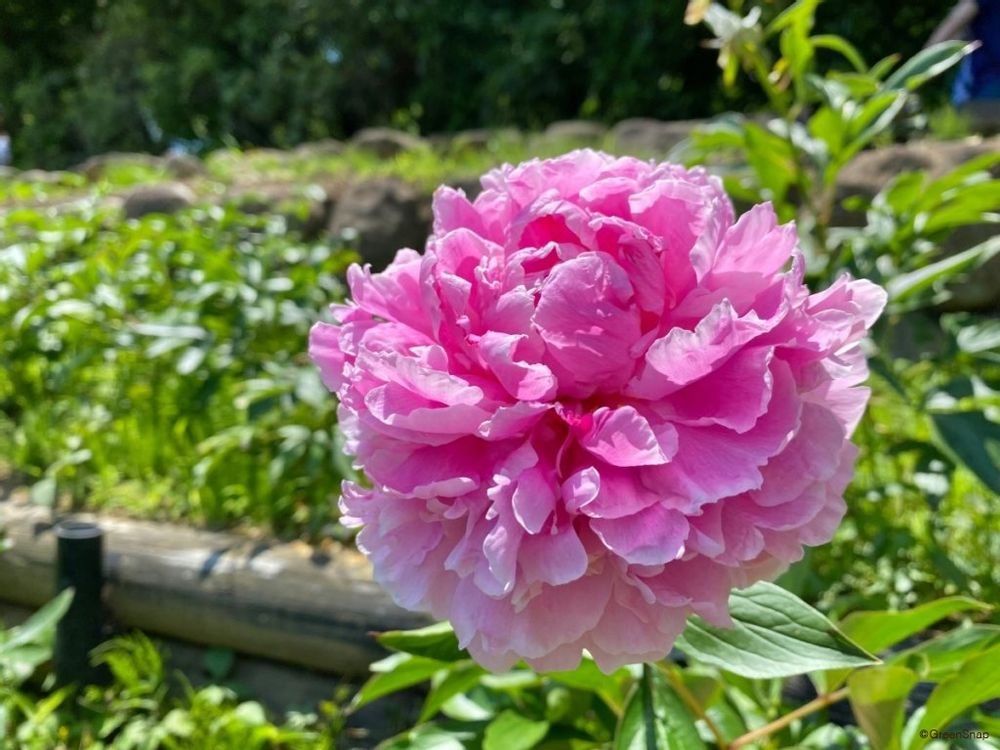 芍薬 シャクヤク