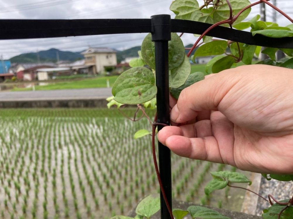 クレマチス 誘引