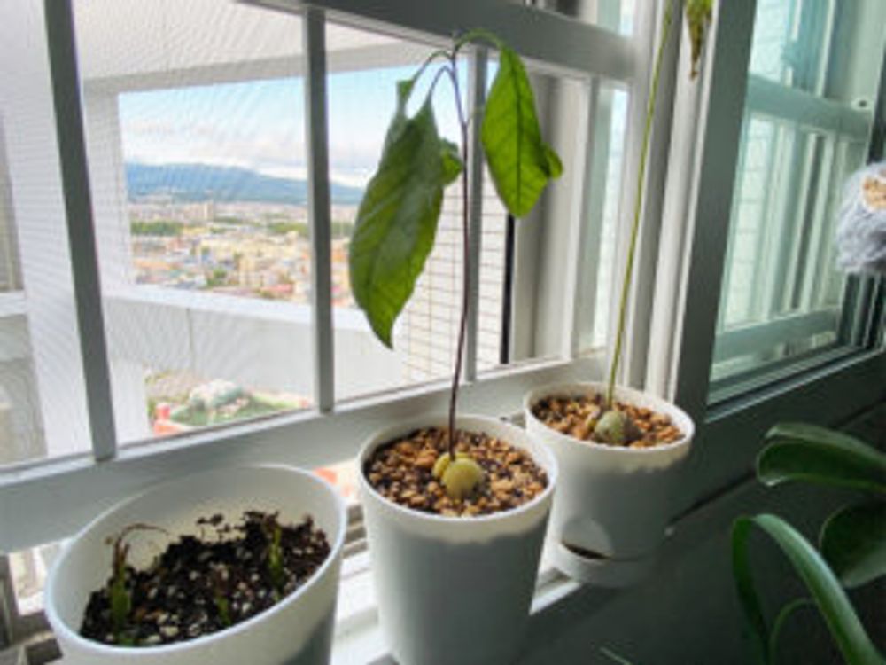 アボカド 鉢植え