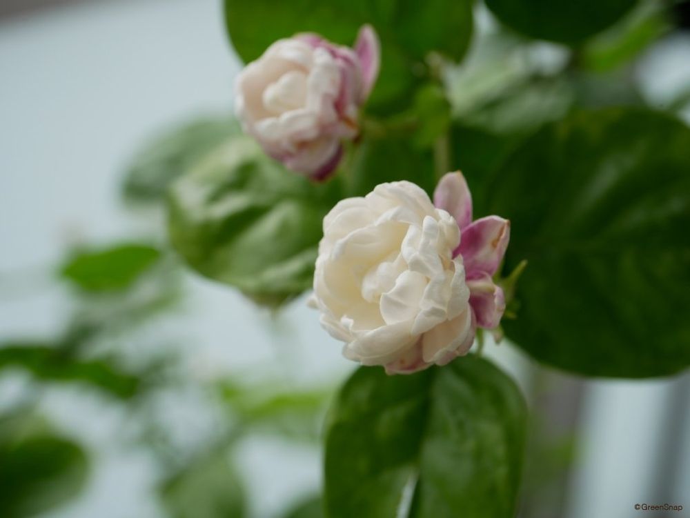 マツリカ(アラビアンジャスミン)