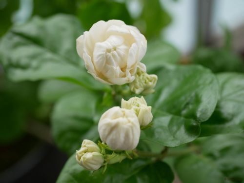 ジャスミン 茉莉花 の育て方 植え替えや剪定のコツは 鉢植えでも育つ Greensnap グリーンスナップ