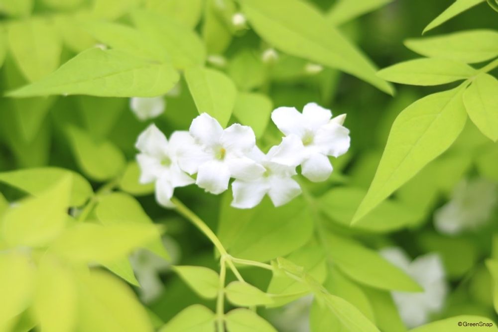 ハゴロモジャスミン・フィオナサンライズ