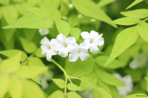 ジャスミン 茉莉花 の育て方 植え替えや剪定のコツは 鉢植えでも育つ Greensnap グリーンスナップ