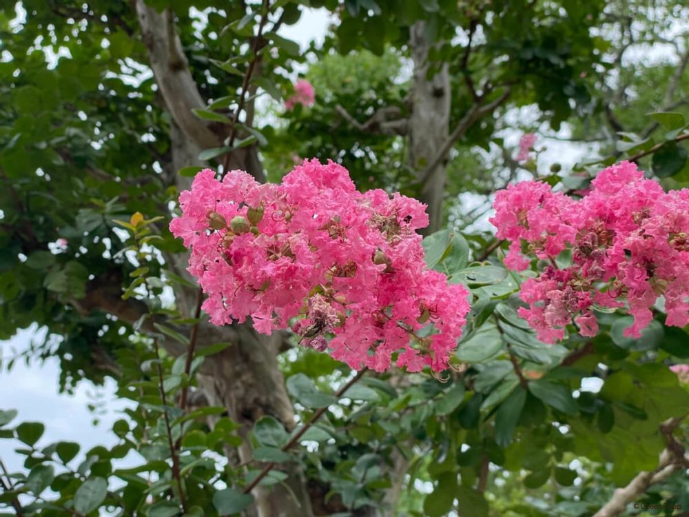 サルスベリ 百日紅