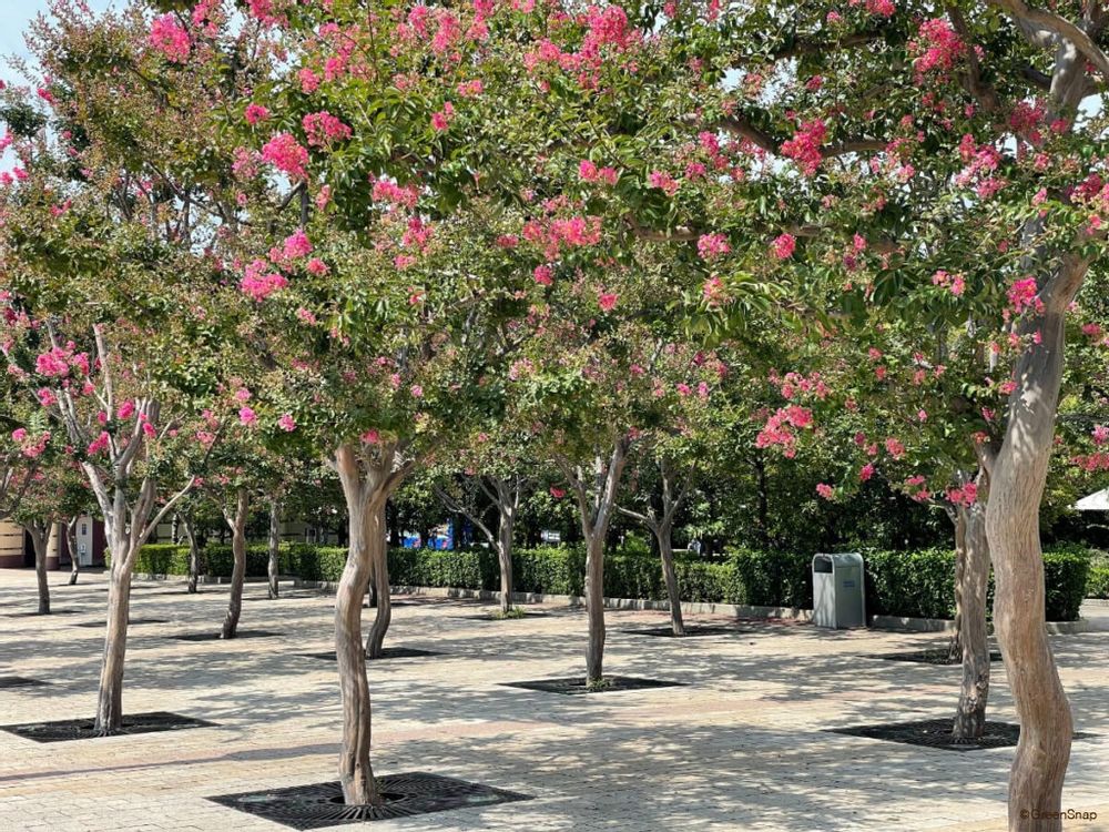 サルスベリ 百日紅